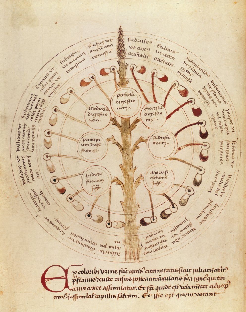Ms Lat 11229 fol.19r Tabel til urinanalyse, fra Petit Traite dhygiene et Medecine af French School