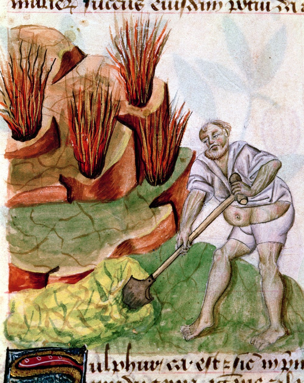 Ms Lat 993 L.9.28 f.123v Looking for Sulphur, fra Dioscorides De Herbis af French School