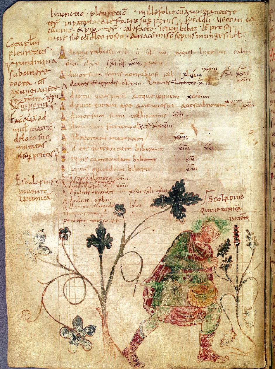 Ms Latin 6862 fol.18v Aesculapius opdager betoni, fra et manuskript af Antonius Musa (63 f.Kr.-14 e.Kr.) af French School