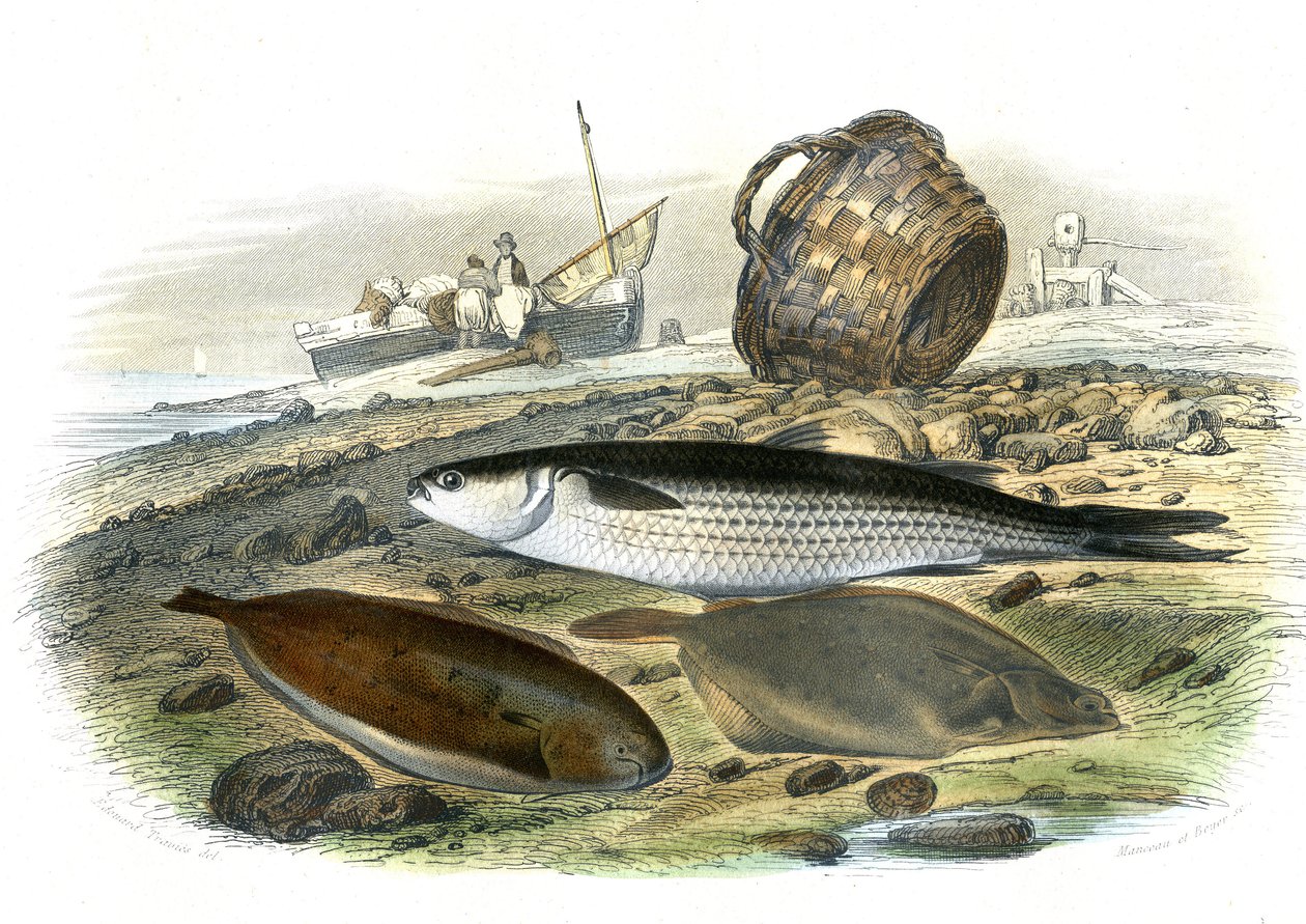 Mullet (Mugilidae), auringonkukka (Solea Vulgaris), Limand (Microstomus Kitt) - Bernard Germain de Lacepeden (1856-1925) luonnonhistoriasta poiminut levy, P.Furme-painos, Pariisi af French School