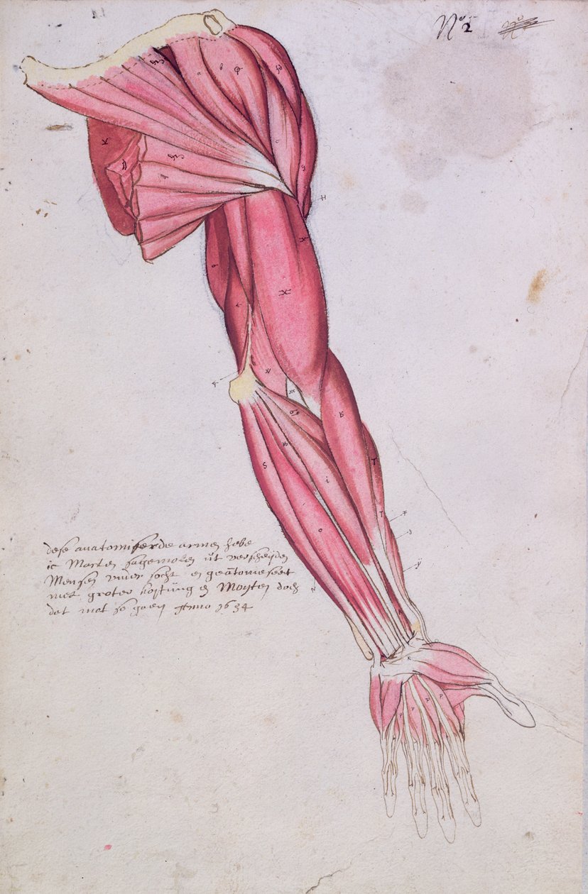 Muskulatur i arm og skulder, 1634 (pen & blæk og wc på papir) af French School