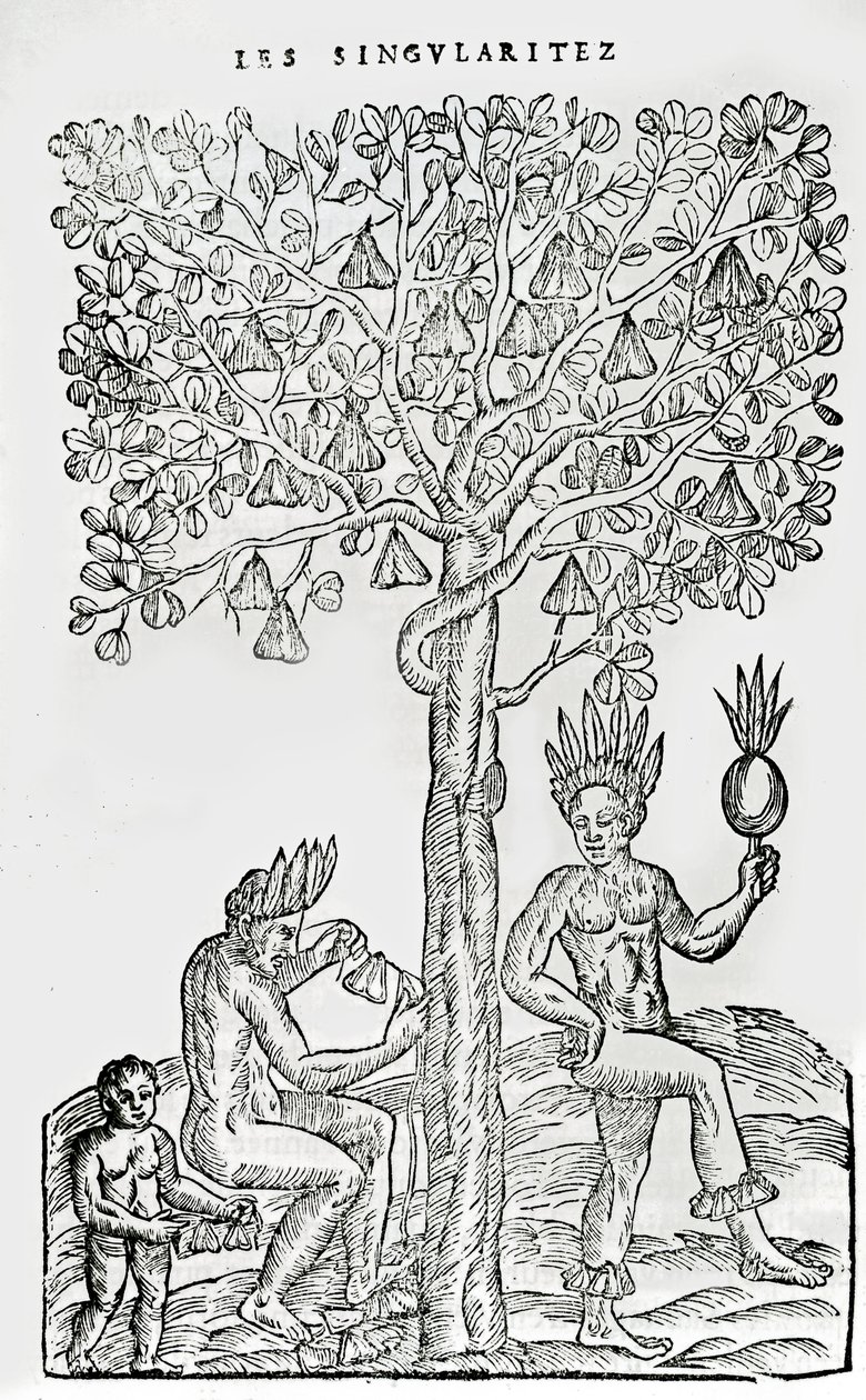 Nana fuit, lægeplante, illustration fra Singularities of France Antarctique, af Andre de Thevet, 1558 af French School
