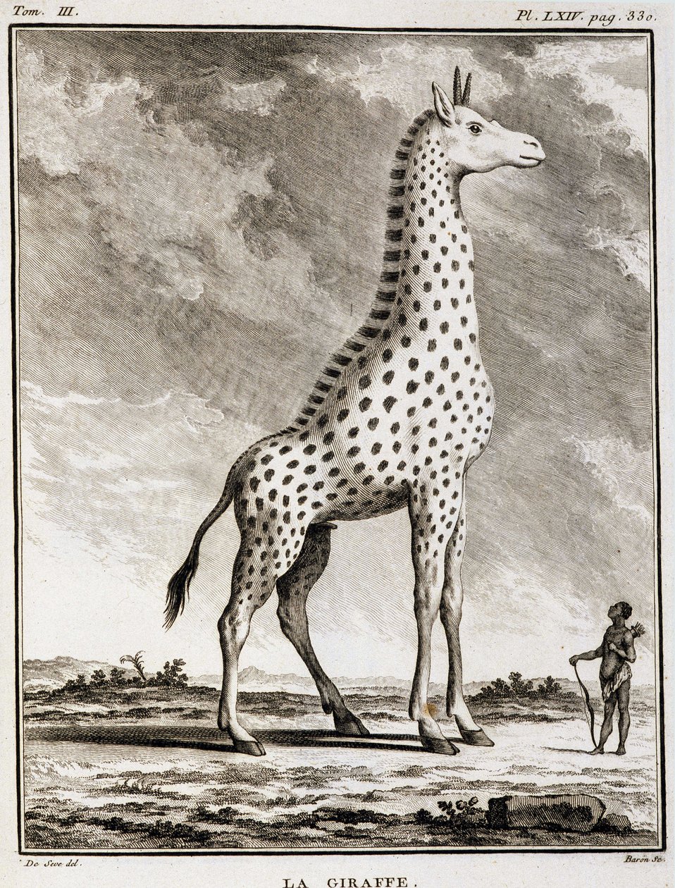 Natural History Plate: La Giraffe - i "" Natural History, General and Particular"" af Buffon af French School