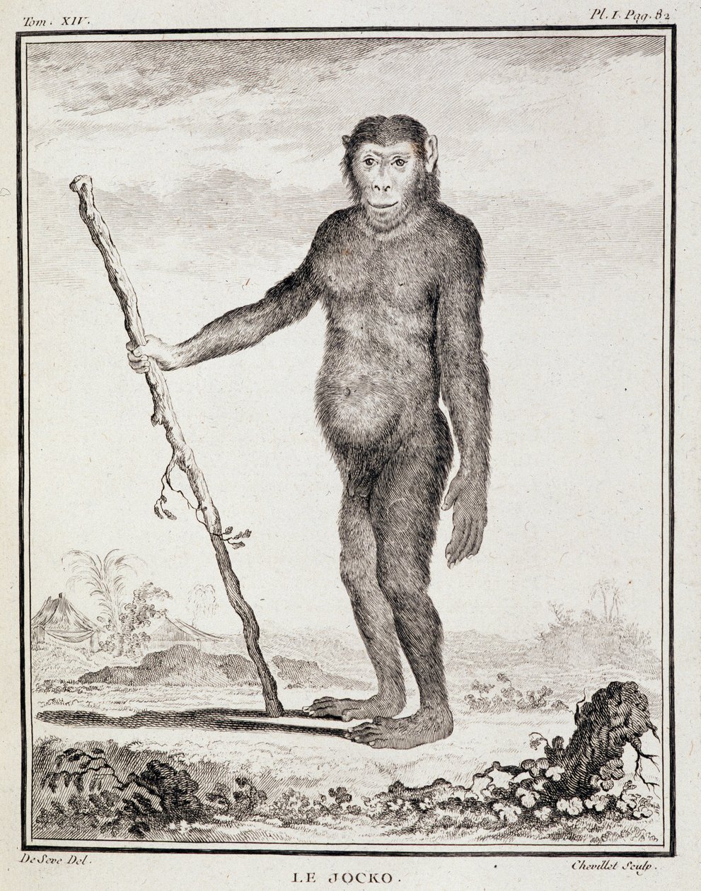 Naturhistorisk plade: Jocko - i "Natural History, General and Particular" af Buffon af French School
