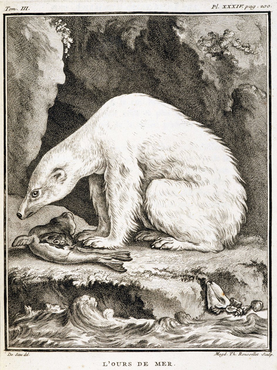 Naturhistorisk tavle: Havbjørnen æder en sæl - i "Naturhistorie, almindelig og speciel" af Buffon af French School