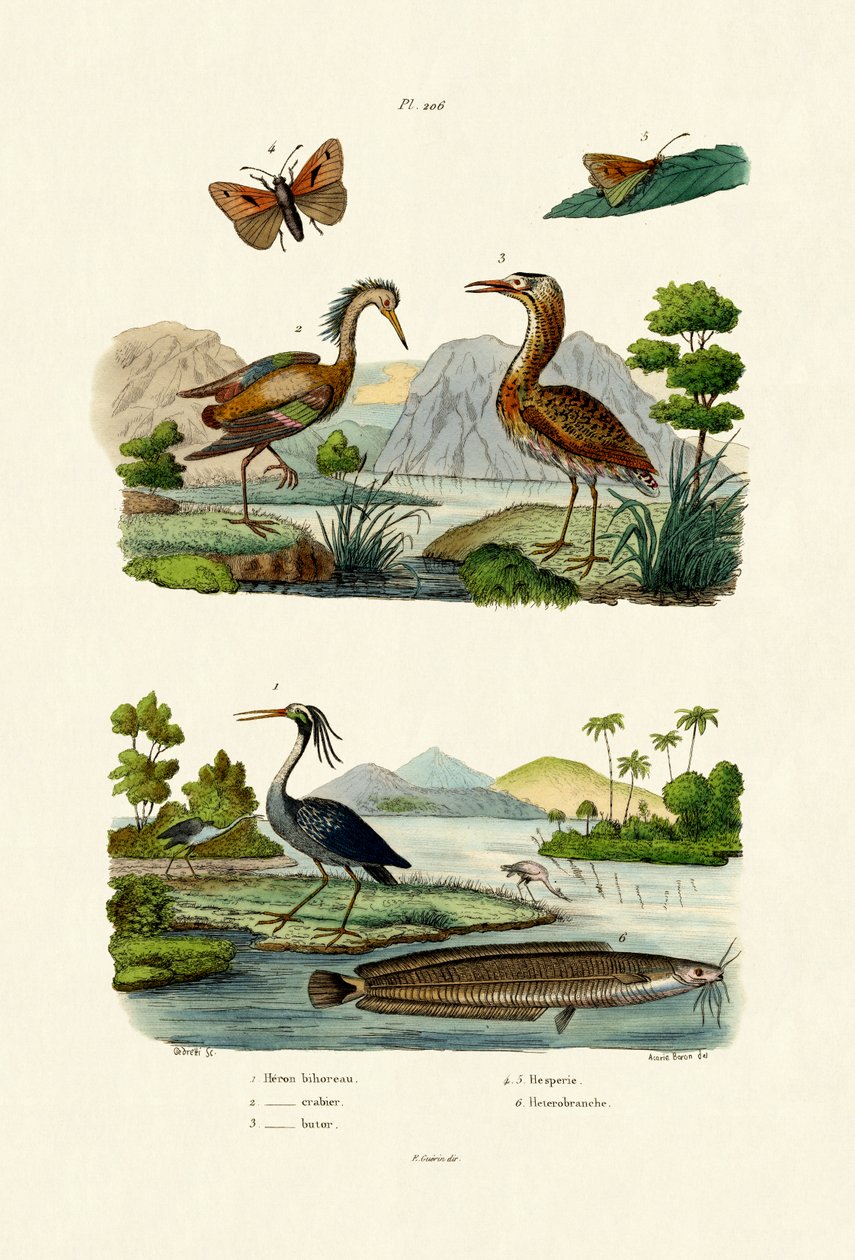 Nattehejre, 1833-39 af French School