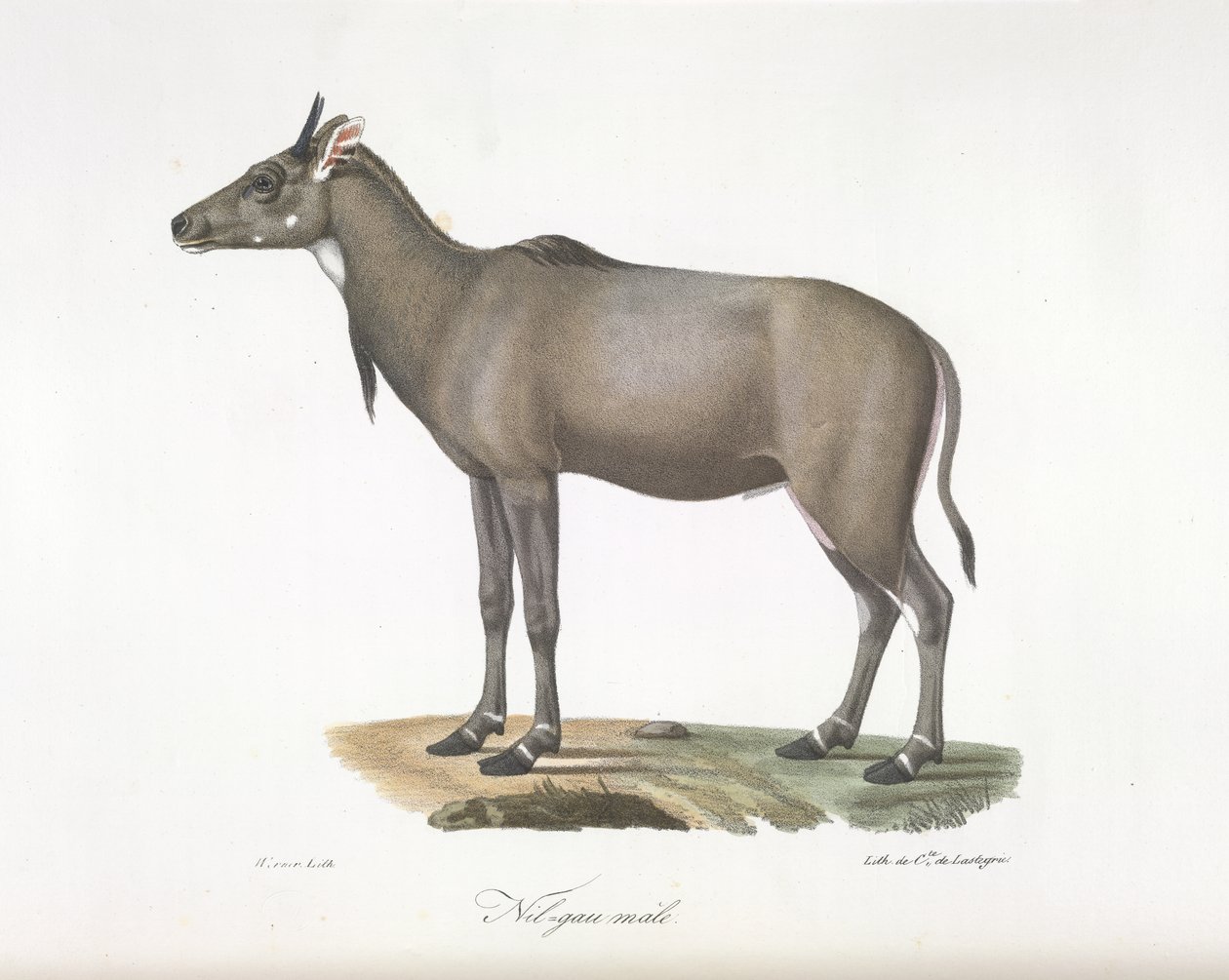 Nilgau han. Nylgau antilope, fra Natural History of Pattedyr (farve litho) af French School