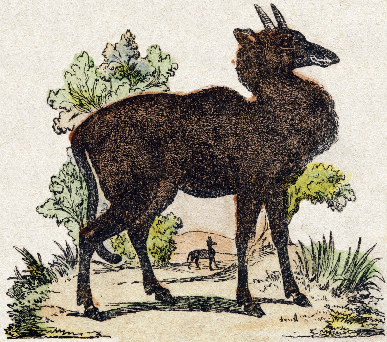 Nyl-ghau (Nyl ghau, indisk dyr). Indgravering i "Wild Animals Alphabet". 9. serie. Billeder af Epinal, Pellerin, trykkeri-udgiver, ca. 1870. Graveringer på træ, stencileret. 16 sider. Størrelse: 20 x 15 cm. Privat samling af French School