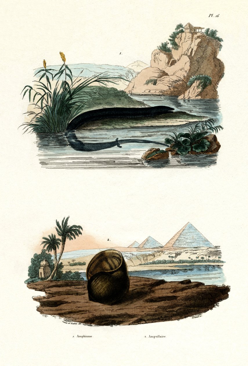 Entået Amphiuma, 1833-39 af French School