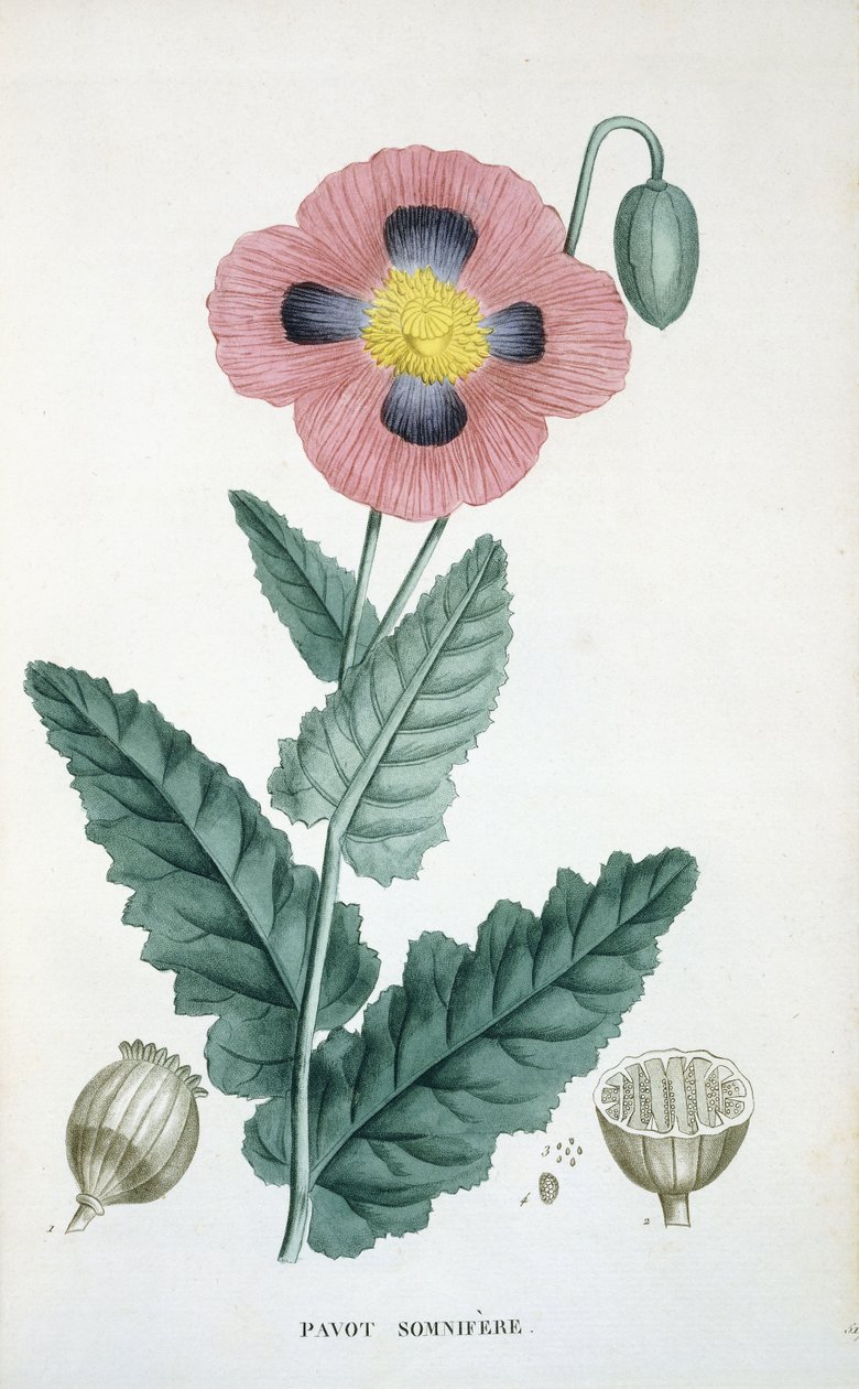 Opium-valmue af French School