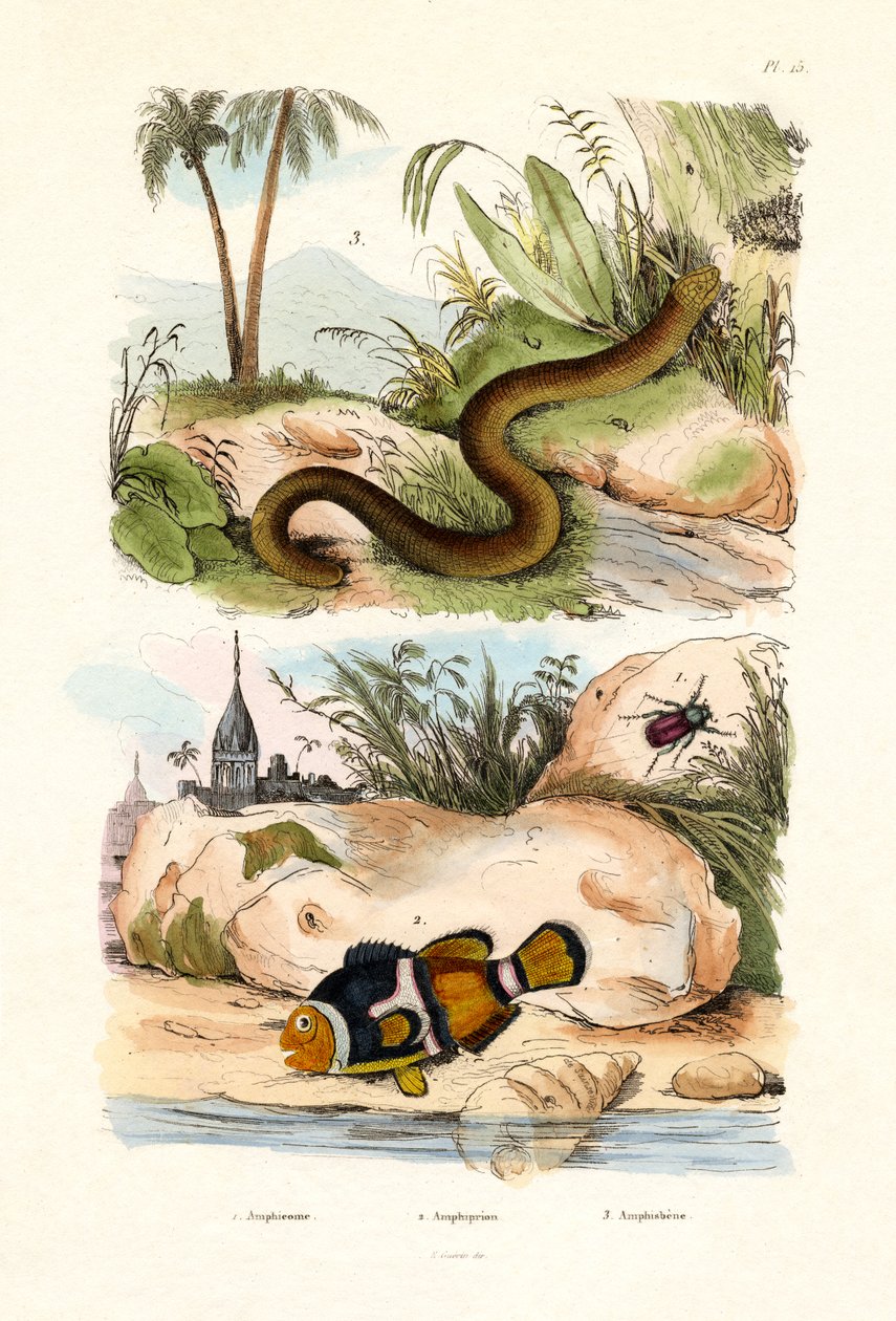 Orange klovnefisk, 1833-39 af French School
