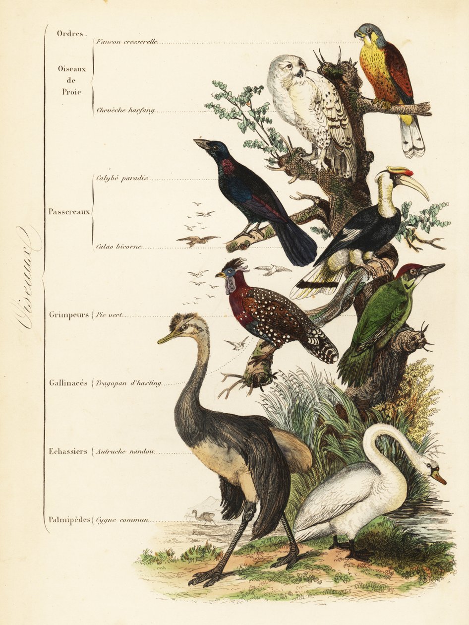Fugleordener: tårnfalk, Falco tinnunculus, sårbar sneugle, Bubo scandiacus, større blåøret stær, Lamprotornis chalybaeus, stor næsehornsfugl, Buceros bicornis, europæisk grøn spætte, Picus viridis, vestlig tragopan, Tragopan melanocephalus, af French School