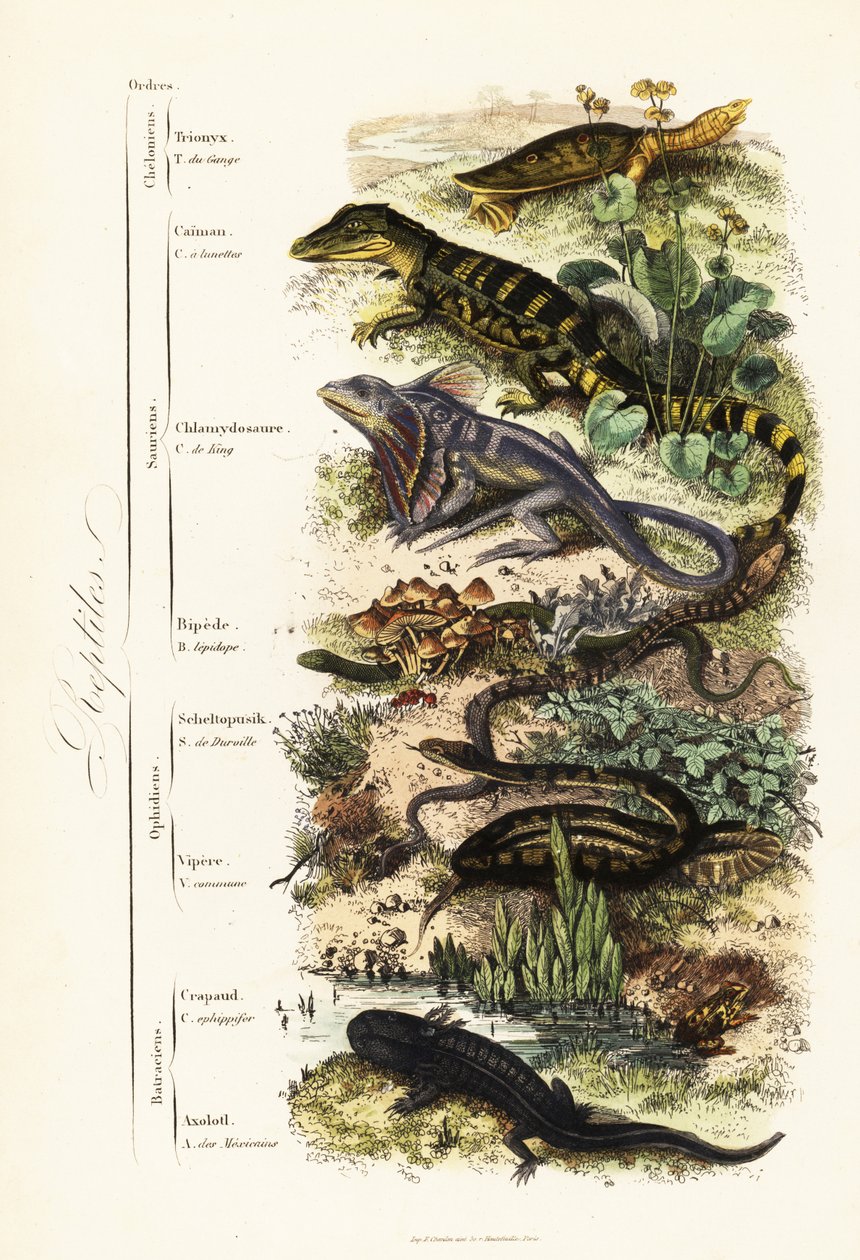 Ordener af krybdyr: sårbar indisk softshell-skildpadde, Nilssonia gangetica, brillekaiman, kaimankrokodilus, flæse-halset firben, Chlamydosaurus kingii, almindelig skællende fod, Pygopus lepidopudus, europæisk glasfirben, Pseudopus apodus, af French School