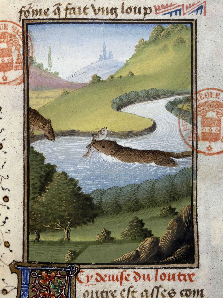 Otter - i "" Jagtbog af Gaston Phoebus, greve af Foix, Lord of Béarn"" af French School
