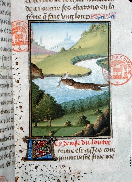 Odder fanger en fisk fra Livre de la Chasse af Gaston Phebus de Foix (1331-91) (vellum) af French School
