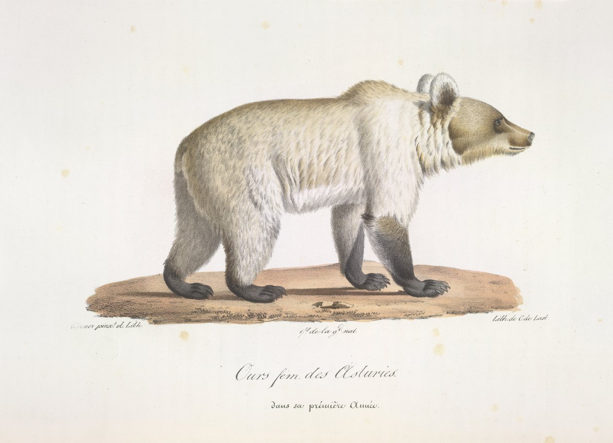 Bear fem fra Asturien. Kvinde spansk brunbjørn, fra Natural History of Pattedyr (farve litho) af French School