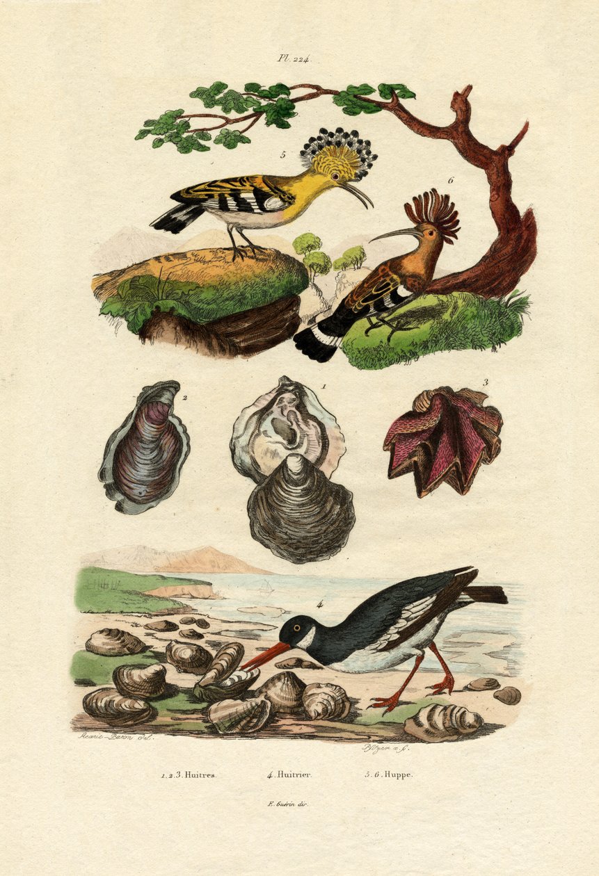 Østers, 1833-39 af French School
