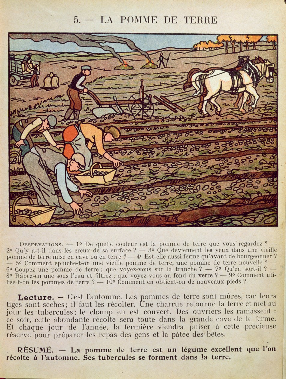 Side fra en skolebog, der illustrerer kartoflens dyrkning, ca. 1910 af French School