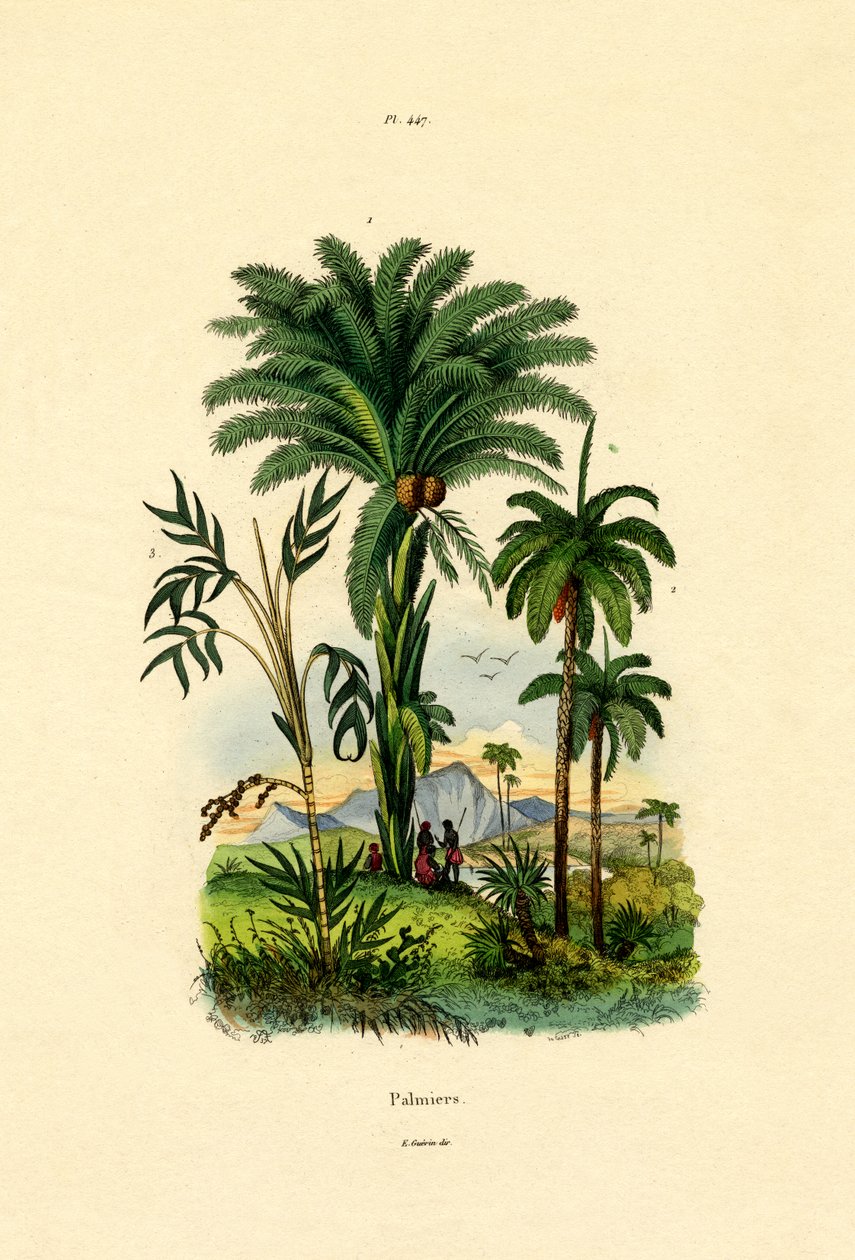 Palmetræer, 1833-39 af French School