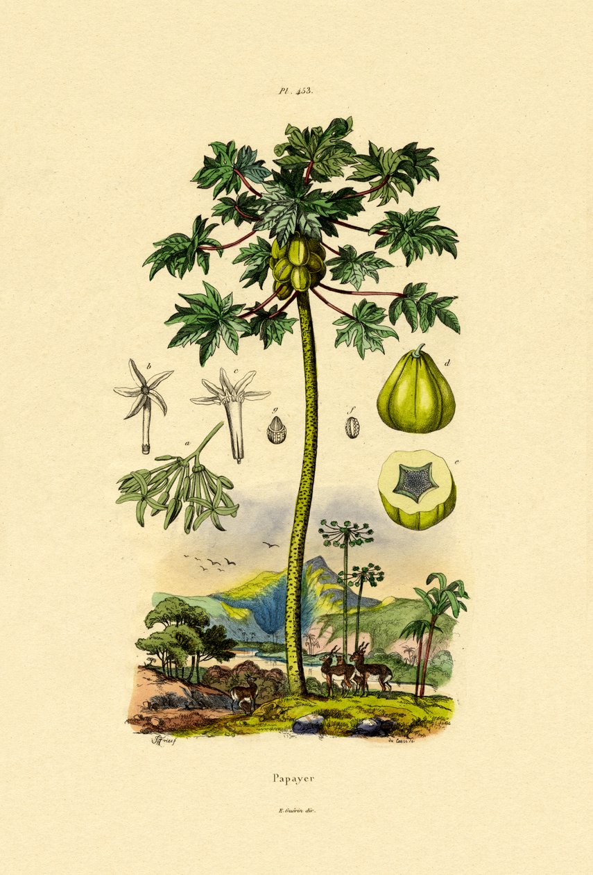 Papaya, 1833-39 af French School