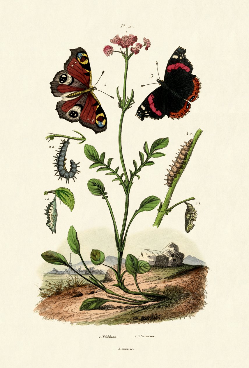 Påfuglesommerfugl, 1833-39 af French School
