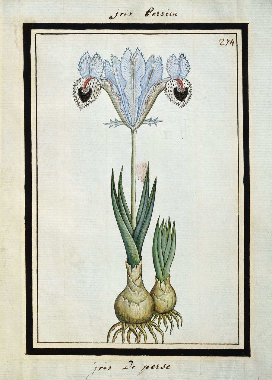 Persisk iris, ca. 1700 af French School