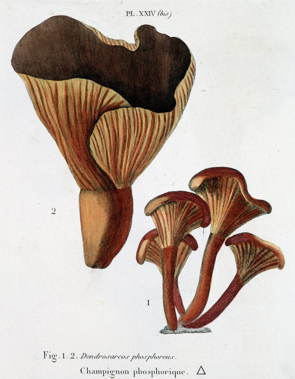 Fosforholdige svampe i Jean Jacques Paulet "" Treatise on champignons "", slutningen af ​​1700-tallet af French School