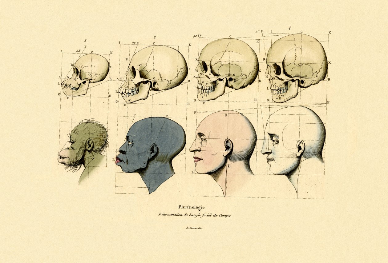Frenologi, 1833-39 af French School