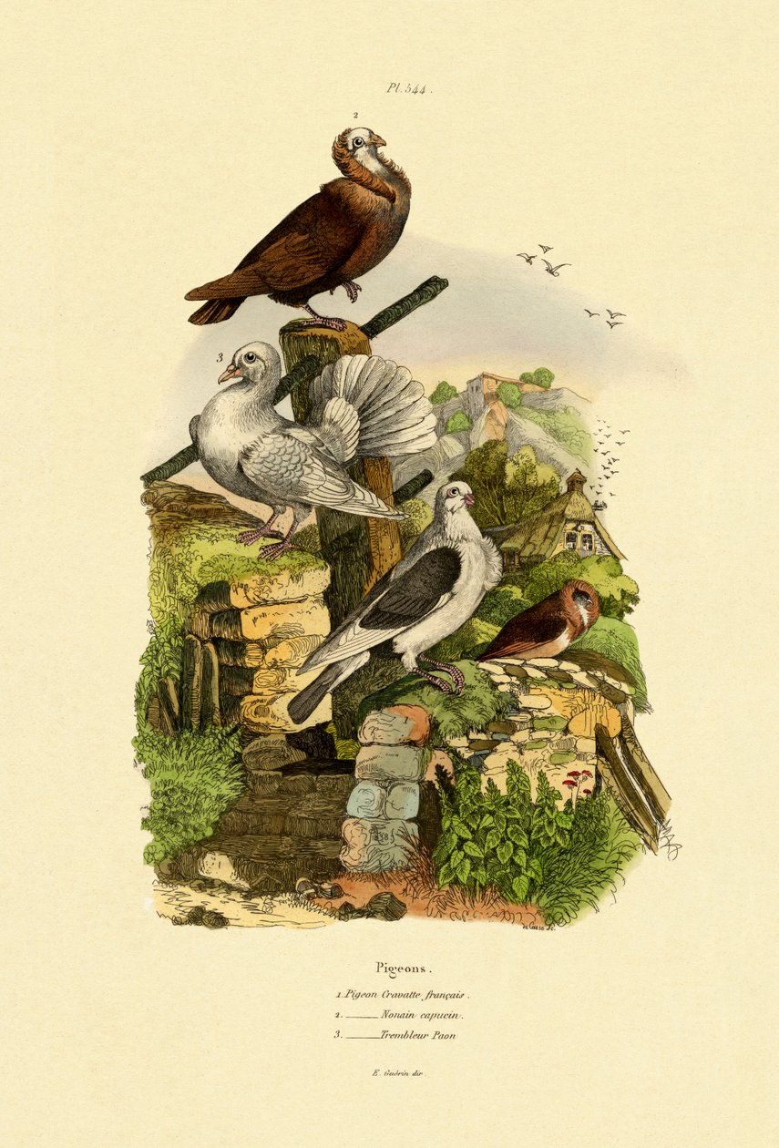 Duer, 1833-39 af French School