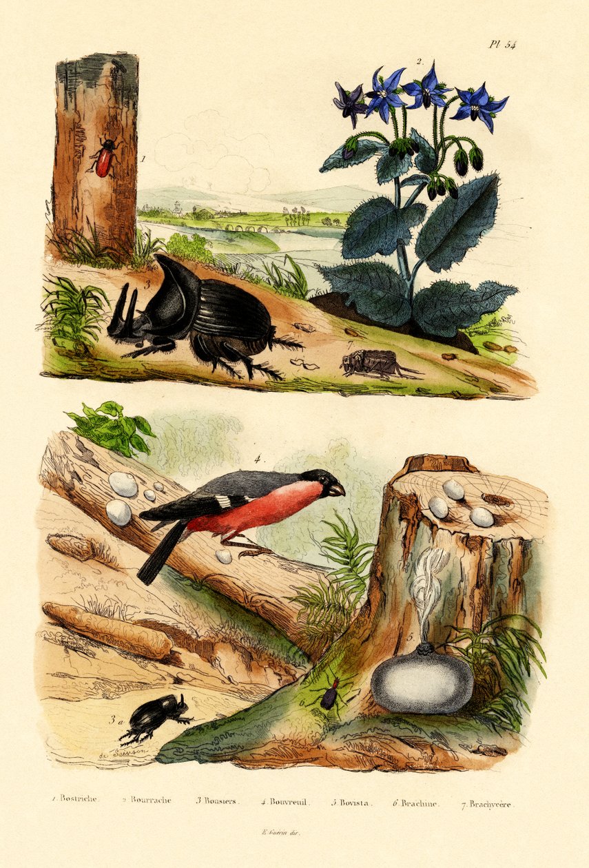 Fyrresnude, 1833-39 af French School