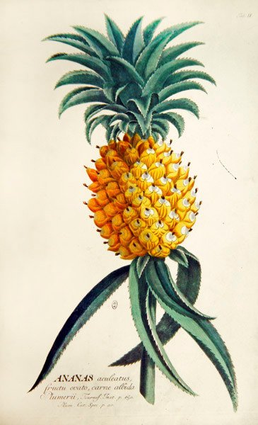 Ananas (farvet gravering) af French School