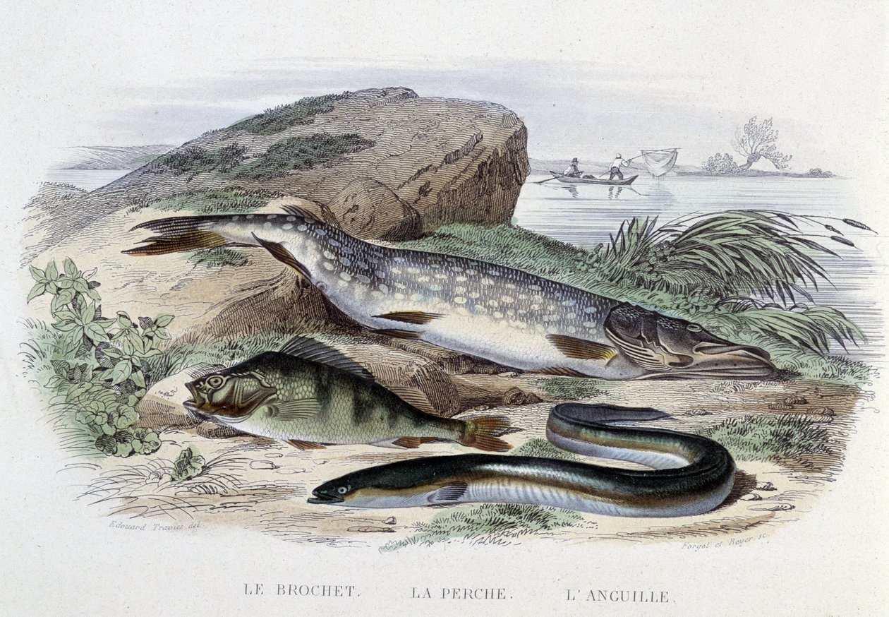 Fiskene: Gedden, aborren, ålen - i "Naturhistorie" af Lacépède, red. Ovn, Paris af French School