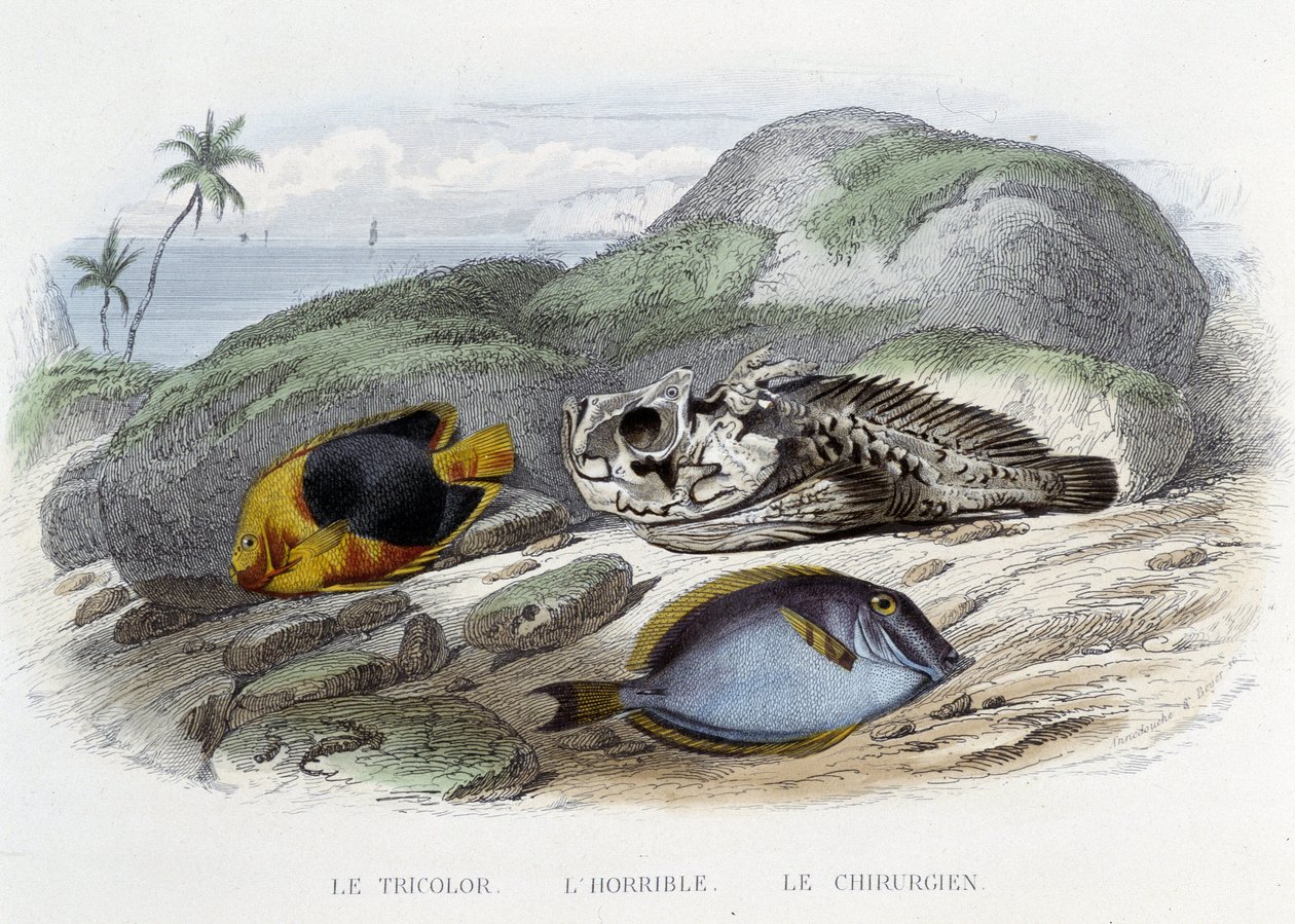 Fiskene: Tricoloren, den forfærdelige og kirurgen - i "Histoire Naturelle" af Lacépède, red. Veurne, Paris af French School