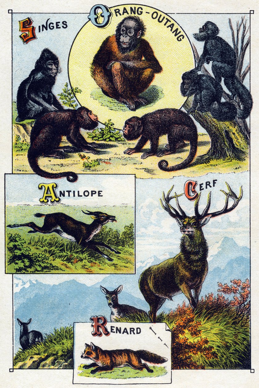Plade 1: Aber, orangoutan, antilope, hjorte, ræv. Indgravering i "Syllabary alfabet af vilde dyr"". Serie A. Pellerin et Cie, trykkerier-forlag, Epinal, slutningen af det 19. århundrede. Kromolitografier. Lille 8-siders reklamealbum indeholdende et pensum  af French School