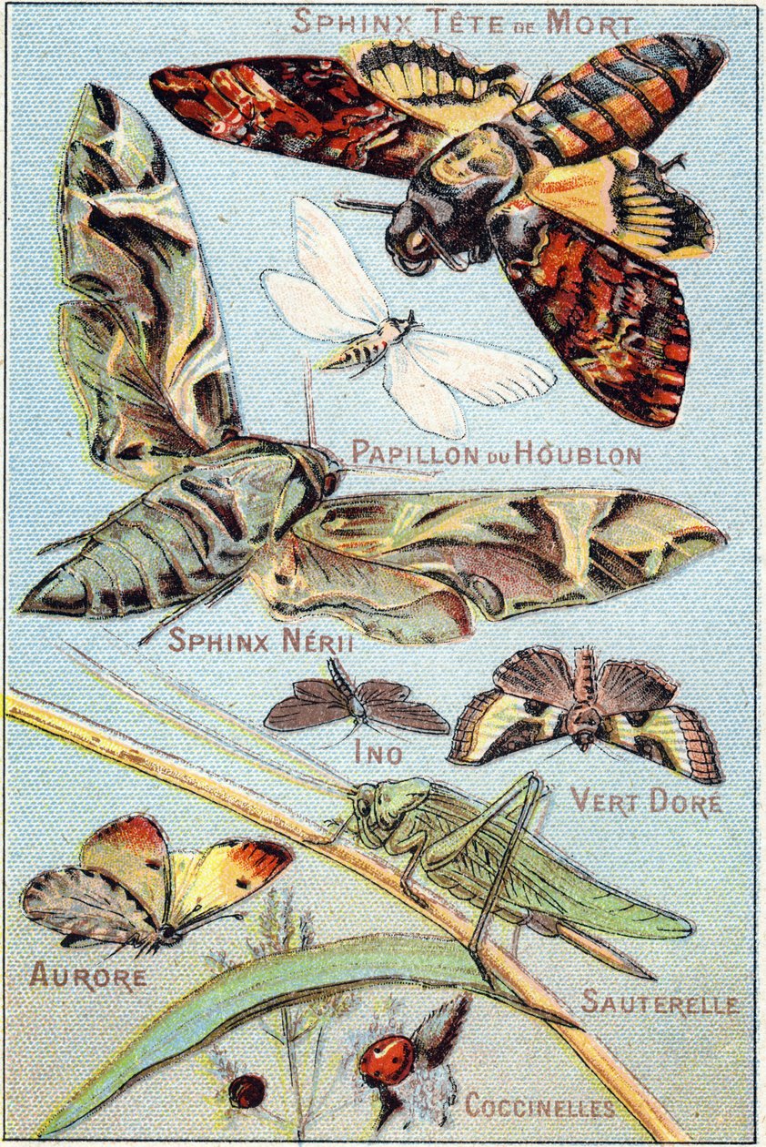 Plade 1: Skull Sphinx, Hop Butterfly, Sphinx Neri, Ino, Gold Green, Aurora, Grasshopper, Ladybirds. Indgravering i "Syllabary alfabet af sommerfugle og insekter"". Serie A. Pellerin et Cie, trykkerier-forlag, Epinal, slutningen af det 19. århundrede. Kromo af French School