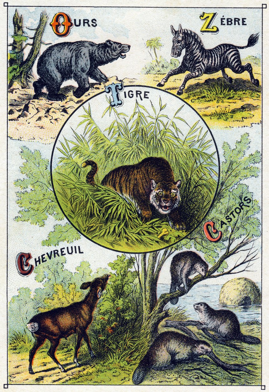 Plade 2: Bjørn, Zebra, Tiger, Hjorte, Bæver. Indgravering i "Syllabary alfabet af vilde dyr"". Serie A. Pellerin et Cie, trykkerier-forlag, Epinal, slutningen af det 19. århundrede. Kromolitografier. Lille 8-siders reklamealbum indeholdende et pensum og et af French School
