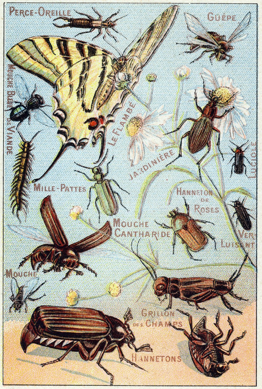 Plade 2: Ørepiercing, Gupe, Blue Meat Flue, Flambe, Gardener, Centipedes, Firefly, Rose Channeton, Gloss orm, Flue, Field Cricket, Chablets af French School
