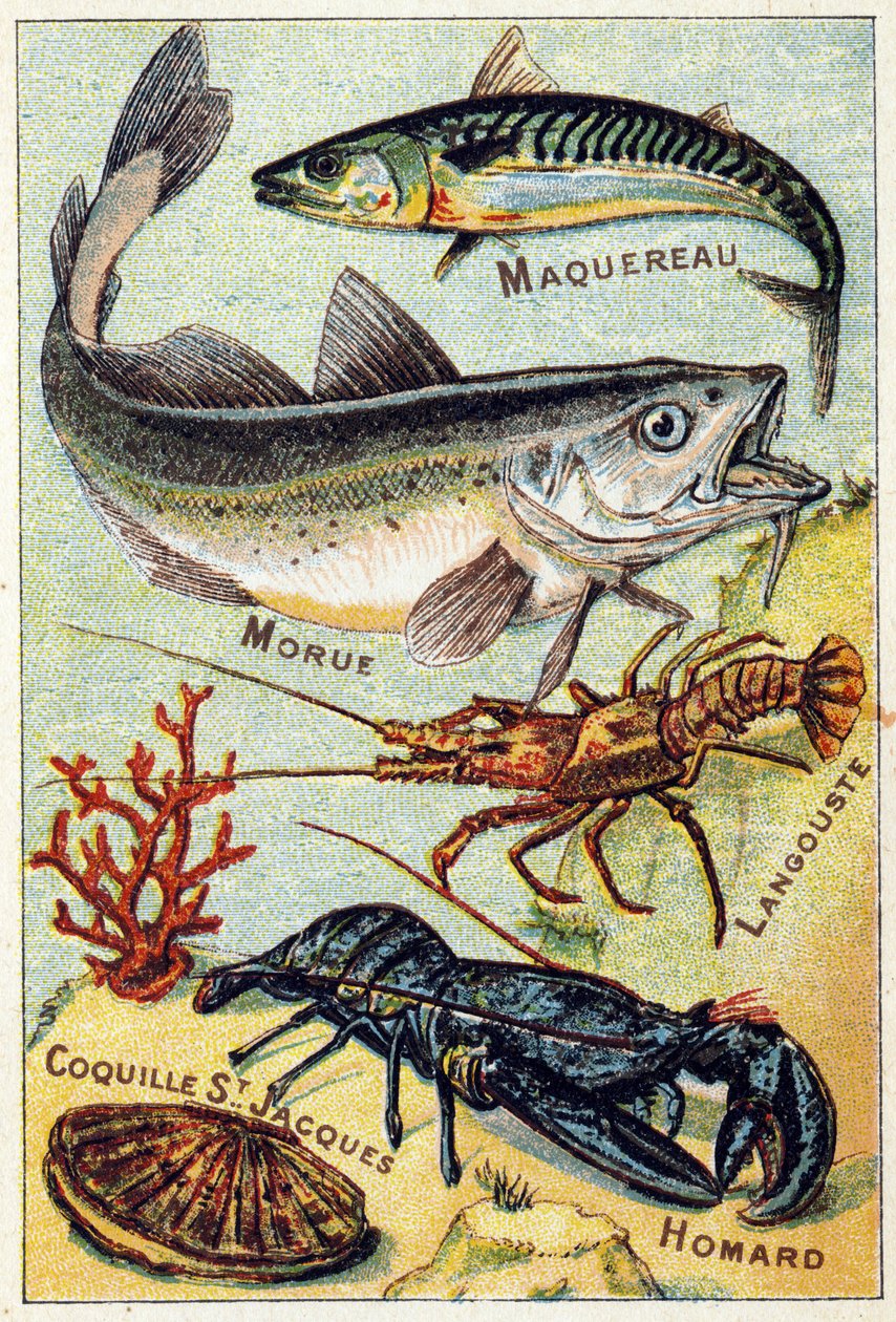 Tallerken 2: Makrel, Torsk, Hummer, St Jacques Shell, Hummer. Indgravering i "Syllabary alfabet af hav- og ferskvandsfisk". Serie A. Pellerin et Cie, trykkerier-forlag, Epinal, slutningen af 1800-tallet. Kromolitografier. Lille 8-siders reklamealbum indeho af French School