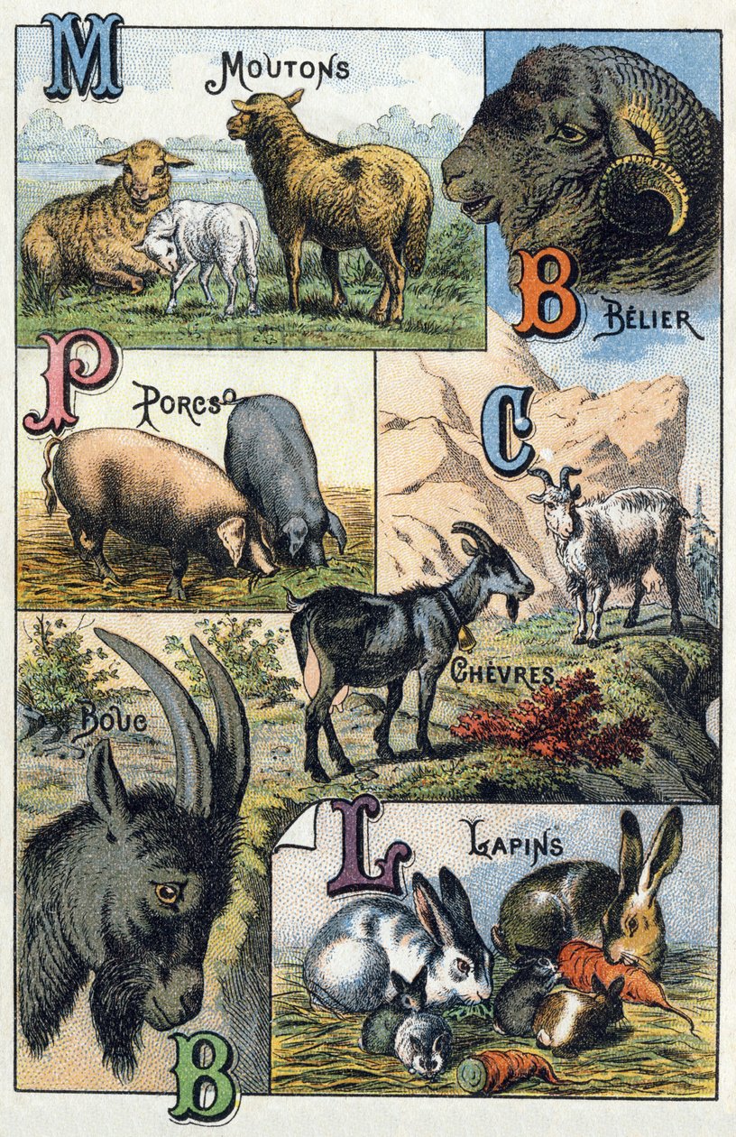 Plade 2: Får, Belier, Svin, Geder, Kaniner. Indgravering i "Syllabary alfabet af husdyr og gård". Serie A. Pellerin et Cie, trykkerier-forlag, Epinal, slutningen af det 19. århundrede. Kromolitografier. Mål: 19,5 x 13,5 cm af French School
