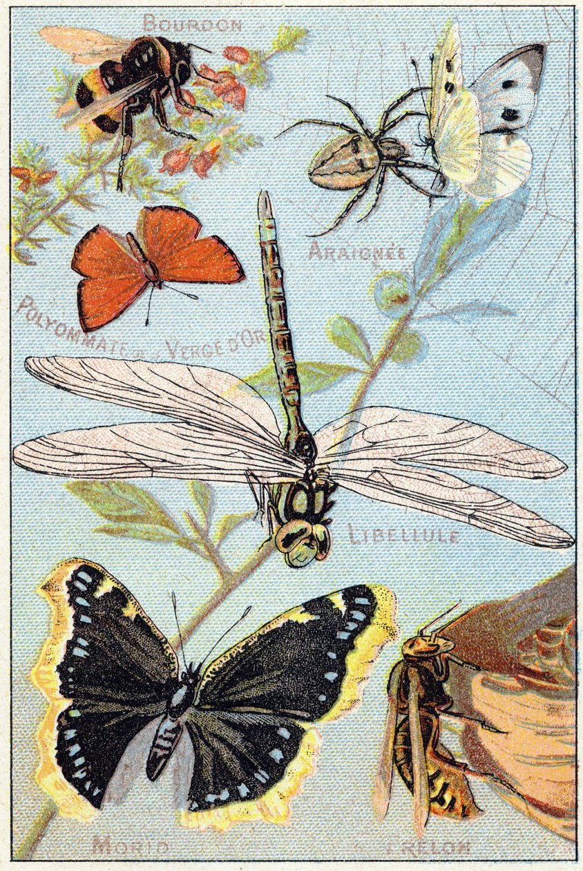 Plade 3: Humlebi, Araignee, Goldenrod polyommate, guldsmede, Morio, Hornet. Indgravering i "Syllabary alfabet af sommerfugle og insekter"". Serie A. Pellerin et Cie, trykkerier-forlag, Epinal, slutningen af det 19. århundrede. Kromolitografier. Lille 8-sid af French School