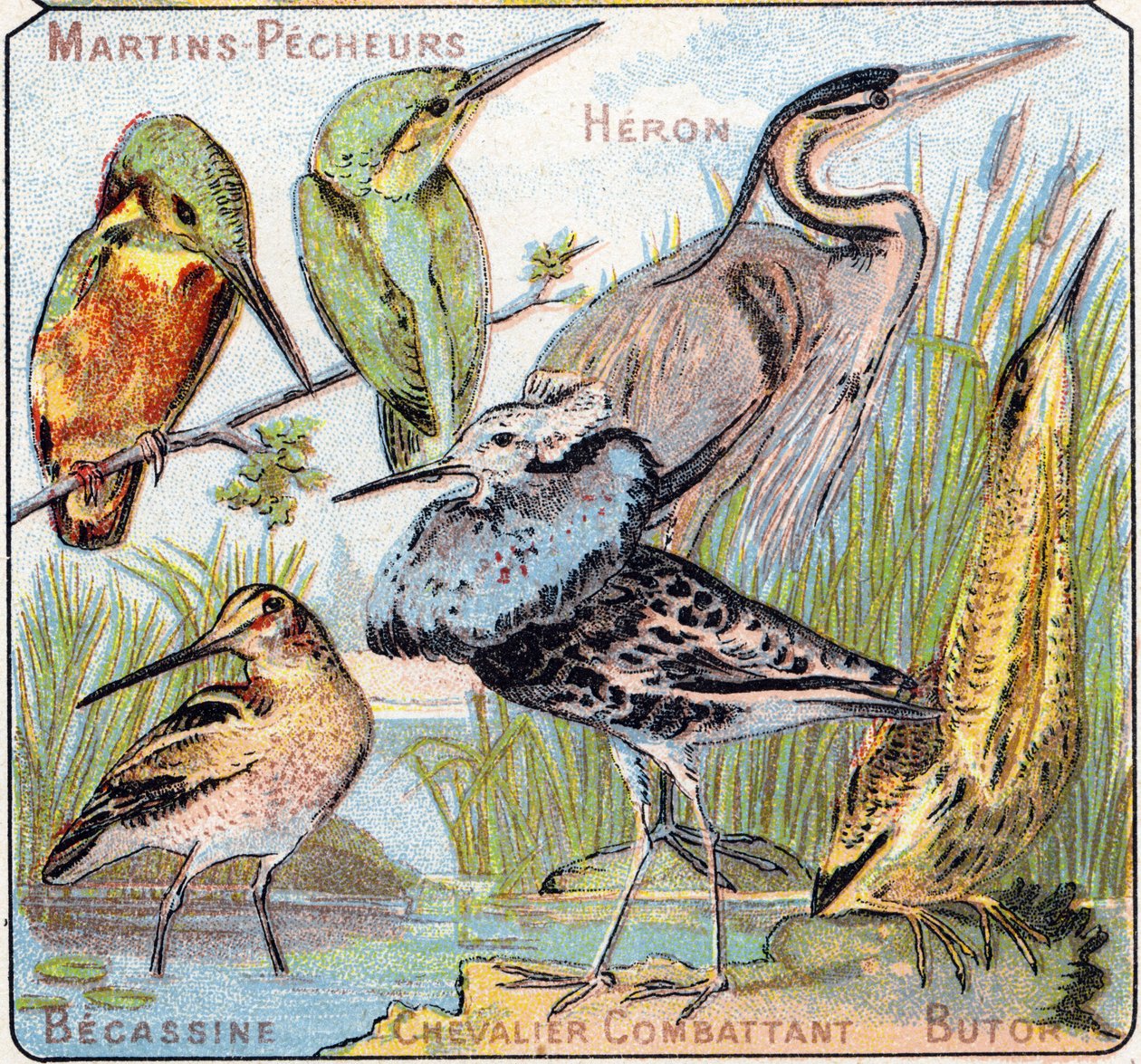Plade 3: Kingfisher, Heron, Becassine, Knight fighting, Butor. Indgravering i "Syllabary alfabet af fugle og krybdyr"". Serie A. Pellerin et Cie, trykkerier-forlag, Epinal, slutningen af det 19. århundrede. Kromolitografier. Lille 8-siders reklamealbum ind af French School