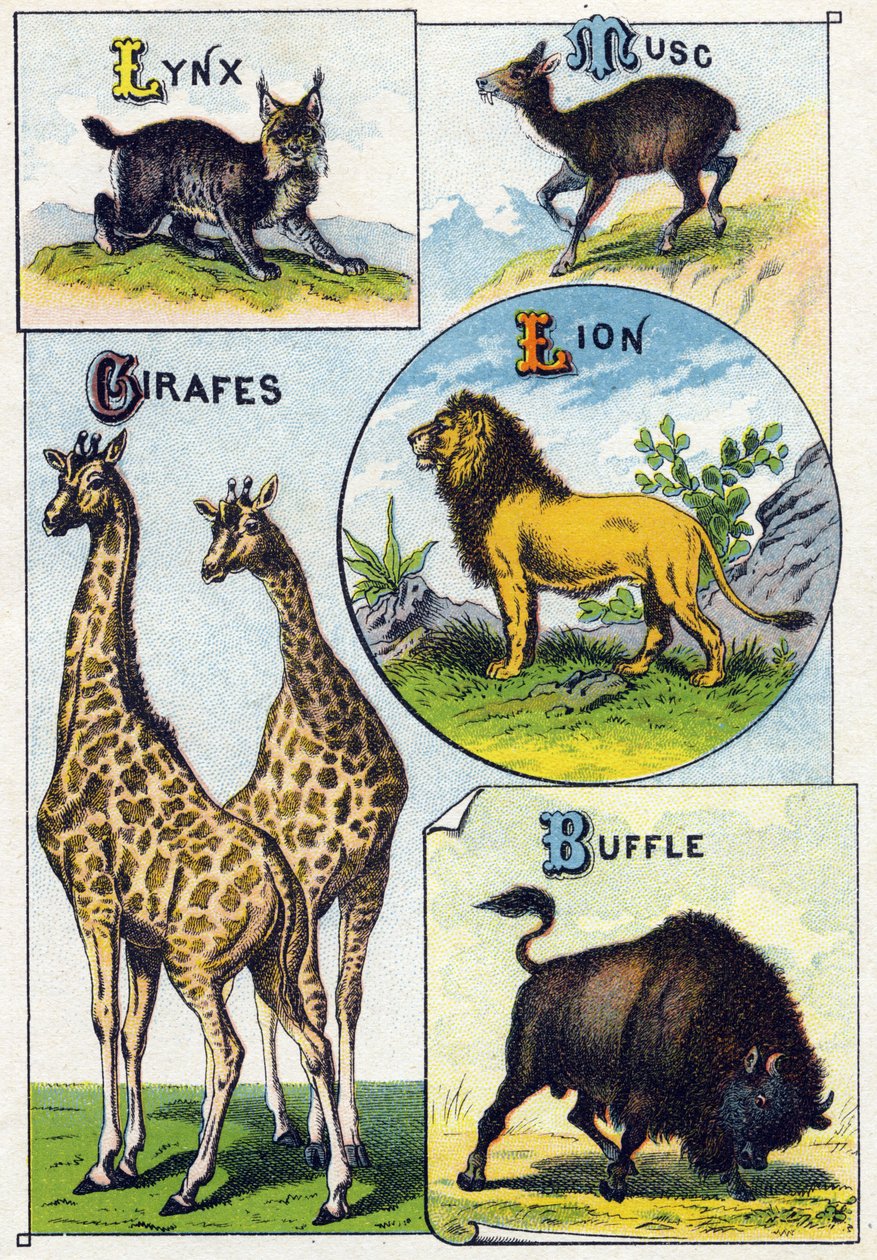 Plade 3: Lynx, Moskus, Giraffer, Løve, Bøffel. Indgravering i "Syllabary alfabet af vilde dyr"". Serie A. Pellerin et Cie, trykkerier-forlag, Epinal, slutningen af det 19. århundrede. Kromolitografier. Lille 8-siders reklamealbum indeholdende et pensum og  af French School