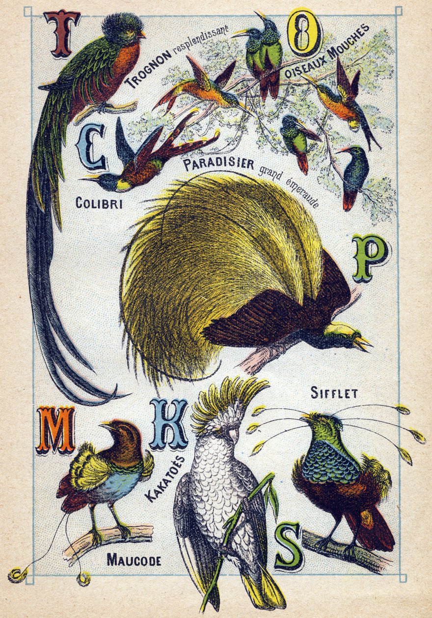 Plade 3: Skinnende kerne, Fluefugle, Hummingbird, Emerald Paradise, Kakatoes, Whistle, Maucode. Indgravering i "Syllabary alfabet af fugle"". Serie A. Pellerin et Cie, trykkerier-forlag, Epinal, slutningen af det 19. århundrede. Kromolitografier. Lille 8-s af French School