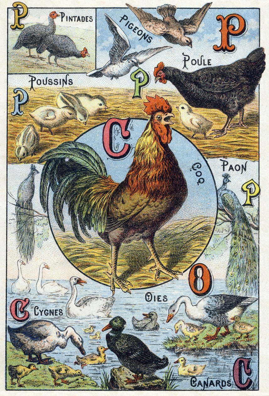 Plade 3: Perlehøns, duer, kyllinger, høne, hane, påfugl, svaner, gæs, ænder. Indgravering i "Syllabary alfabet af husdyr og gård". Serie A. Pellerin et Cie, trykkerier-forlag, Epinal, slutningen af det 19. århundrede. Kromolitografier . Dim: 19,5 af French School