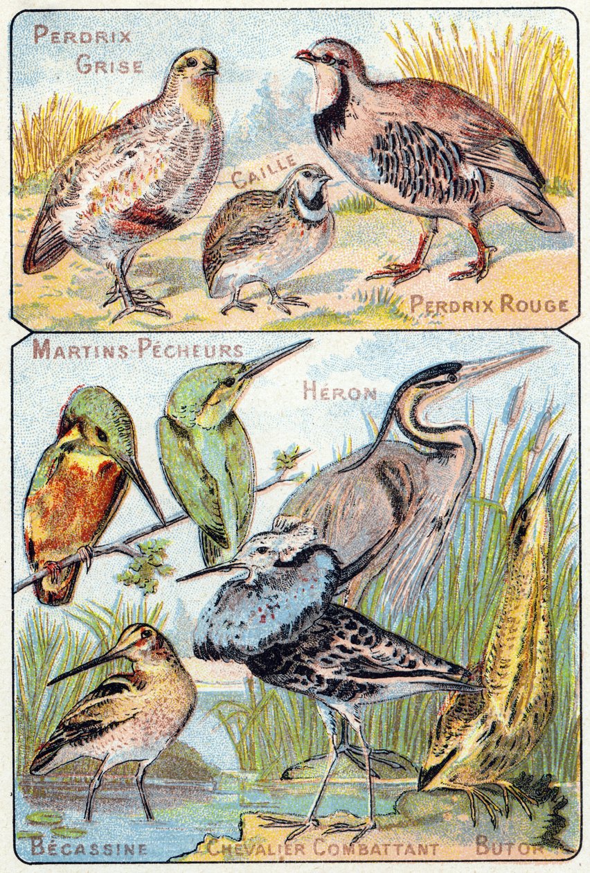 Plade 3 top: Grå Agerhøne, Vagtel, Rød Agerhøne. Nederst: Kingfishers, Heron, Becassine, Fighting Knight, Butor. Indgravering i "Syllabary alfabet af fugle og krybdyr"". Serie A. Pellerin et Cie, trykkerier-forlag, Epinal, slutningen af det 19. århundrede. af French School