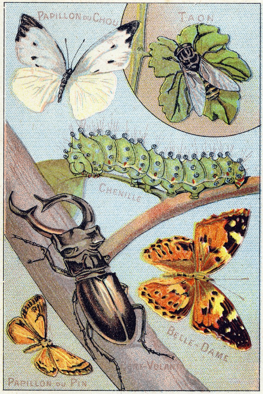 Plade 4: Sommerfugl af kål, Taon, Chenille, Belle-dame, Kite, Sommerfugl af fyrretræ. Indgravering i "Syllabary alfabet af sommerfugle og insekter"". Serie A. Pellerin et Cie, trykkerier-forlag, Epinal, slutningen af det 19. århundrede. Kromolitografier. L af French School