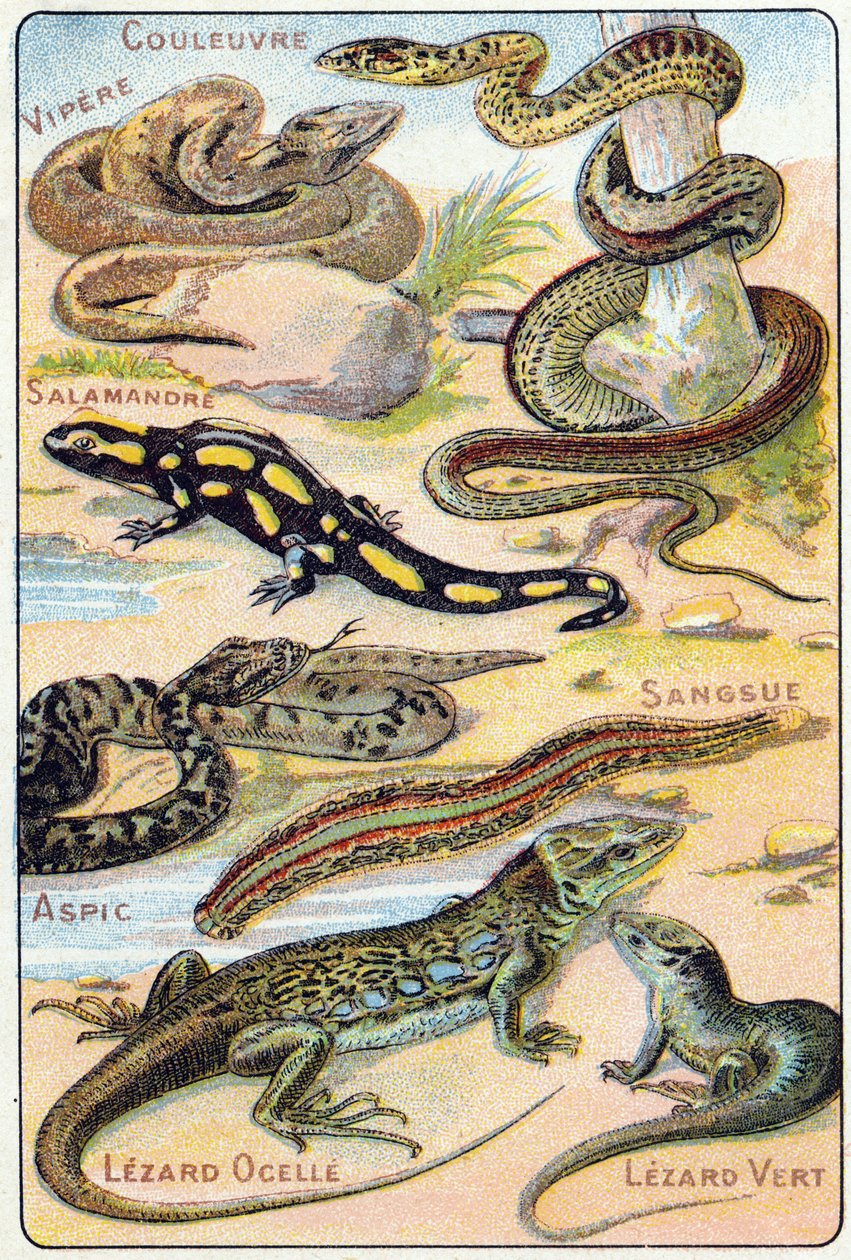 Plade 4: Slange, Viper, Salamander, Aspic, Leech, Lezard ocelle, Green Lezard. Indgravering i "Syllabary alfabet af fugle og krybdyr"". Serie A. Pellerin et Cie, trykkerier-forlag, Epinal, slutningen af det 19. århundrede. Kromolitografier. Lille 8-siders  af French School