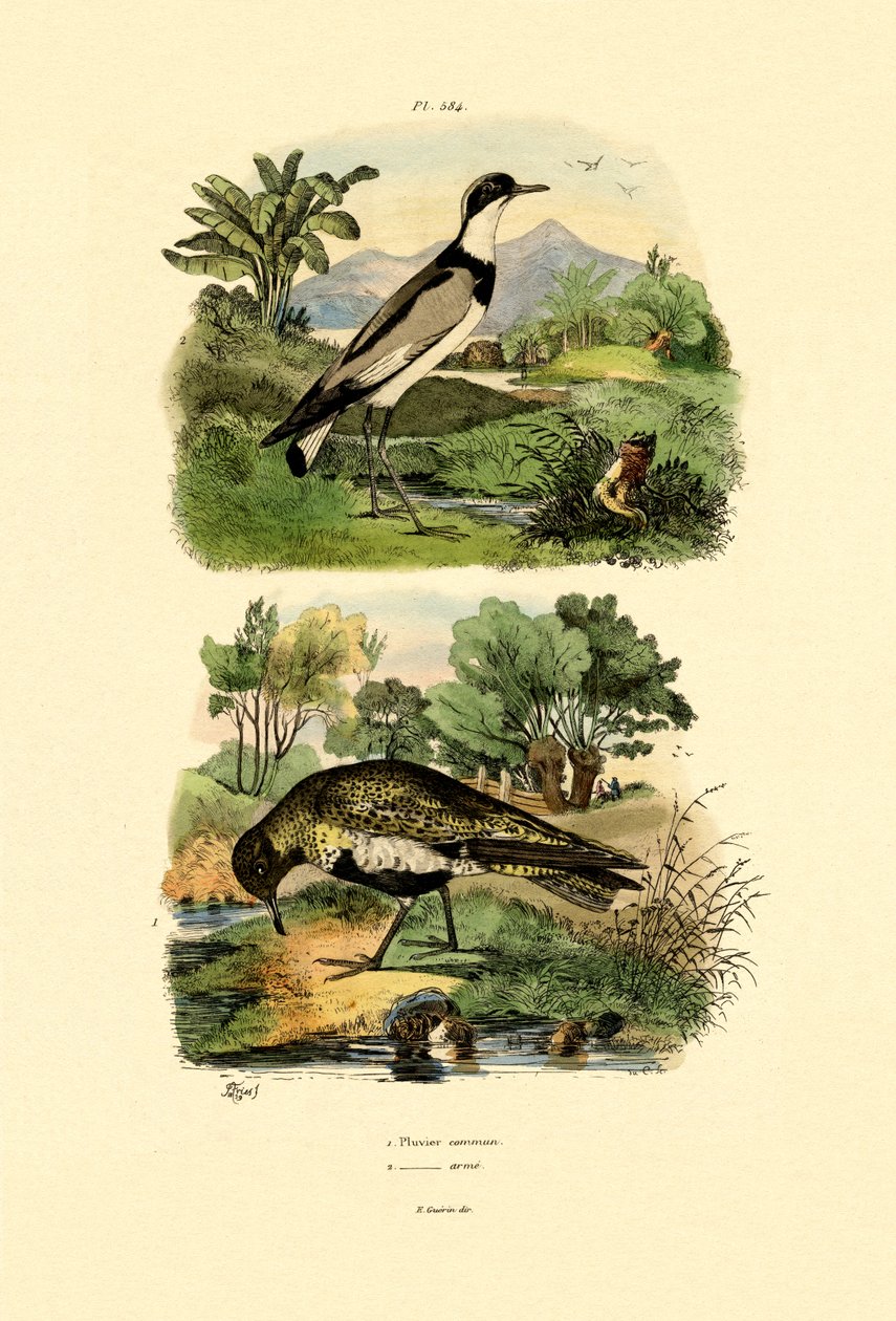 Plover, 1833-39 af French School