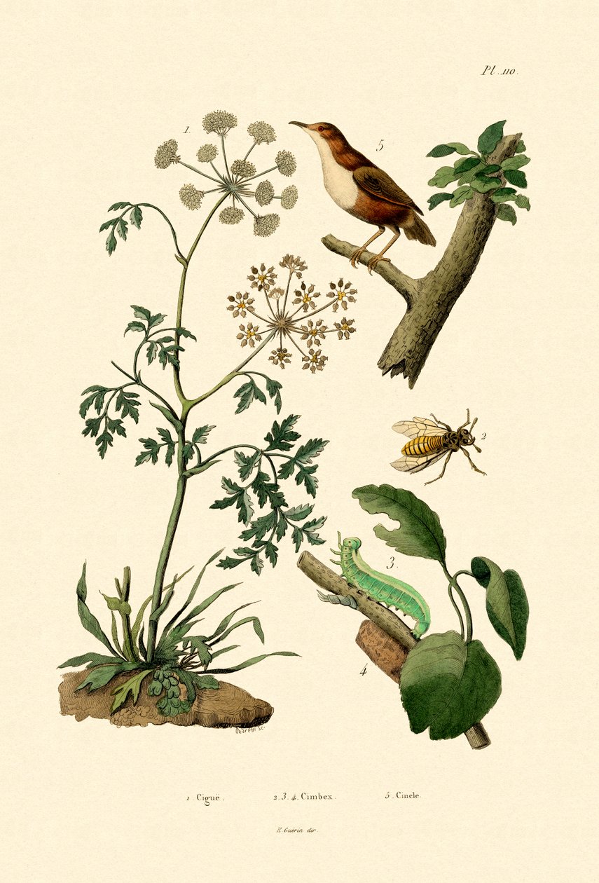 Gift Hemlock, 1833-39 af French School