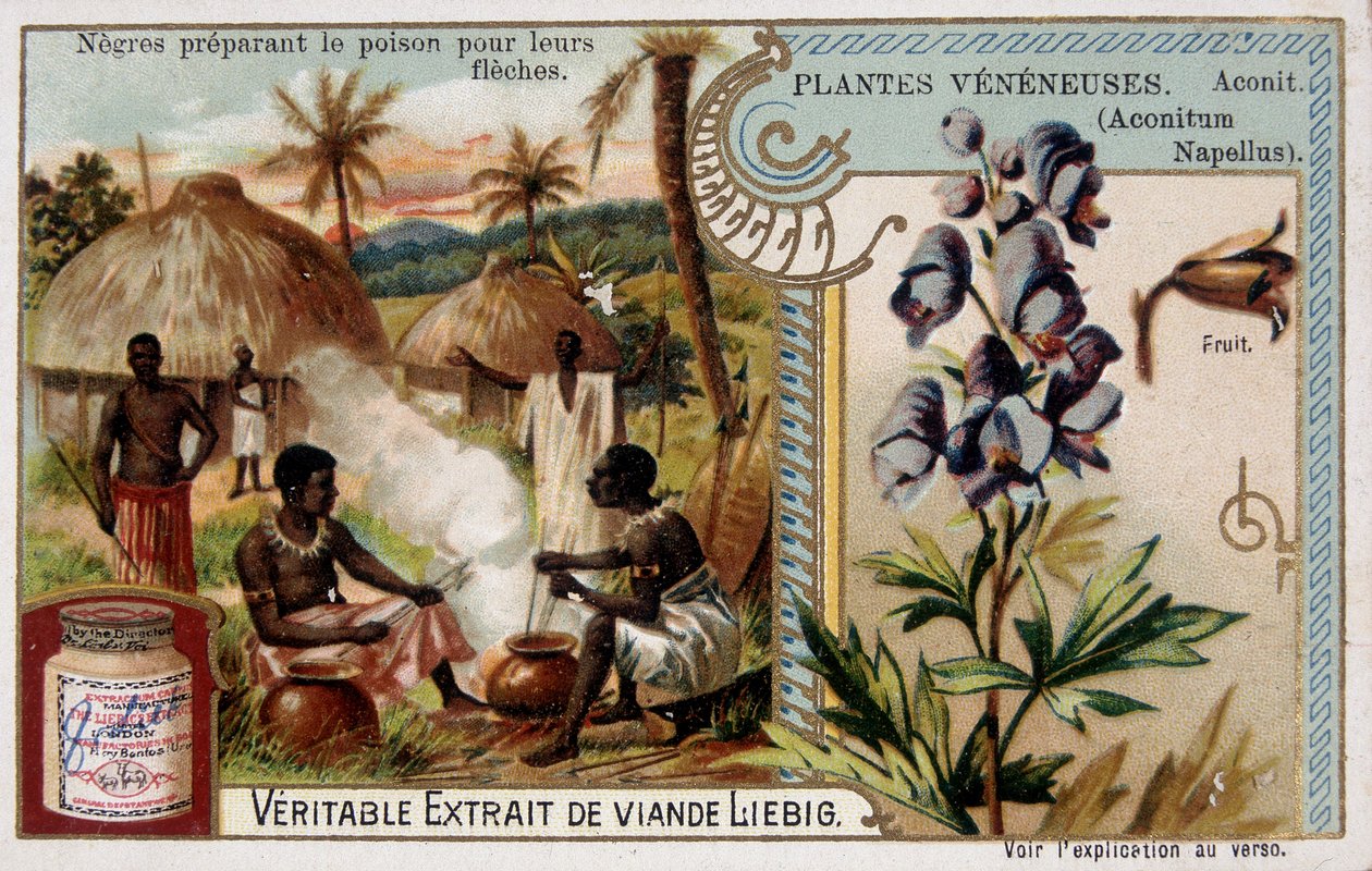 Giftplanter: aconit og afrikanske forbereder gift til deres pile - chromo. Liébig, slutningen af det 19. århundrede af French School